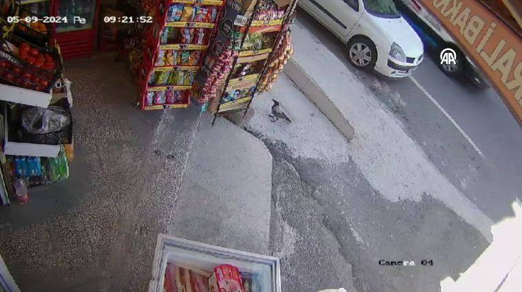 Bakkaldan cips çalan karga suçüstü yakalandı! Etrafı kolaçan etti paketi alıp kaçtı - Resim: 37